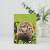 Kute Little Hedgel in Forest Briefkaart (Staand voorkant)