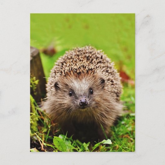 Kute Little Hedgel in Forest Briefkaart (Voorkant)