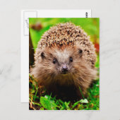 Kute Little Hedgel in Forest Briefkaart (Voorkant / Achterkant)