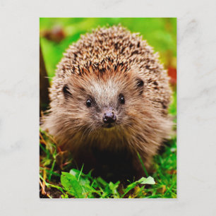 Kute Little Hedgel in Forest Briefkaart
