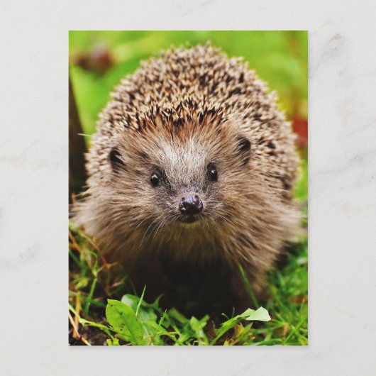 Kute Little Hedgel in Forest Briefkaart (Voorkant)