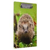 Kute Little Hedgel in Forest Klembord (Rechts)