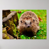 Kute Little Hedgel in Forest Poster (Voorkant)