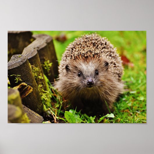 Kute Little Hedgel in Forest Poster (Voorkant)