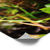 Kute Little Hedgel in Forest Poster (Hoek)