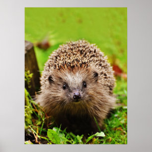 Kute Little Hedgel in Forest Poster