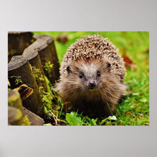 Kute Little Hedgel in Forest Poster (Voorkant)