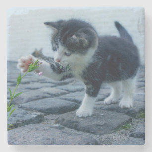 Kute Little Kitten Spelen met een ventilator Stenen Onderzetter