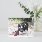 Kute Little Piggy - Boerderij Life Briefkaart (Staand voorkant)