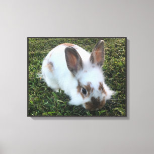 Kute Little Rabbit in the Grass Canvas Print