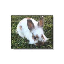 Kute Little Rabbit in the Grass Canvas Print