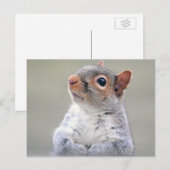 Kute Little Soft and Fluffy Grey Squirrel Briefkaart (Voorkant / Achterkant)