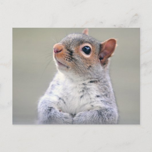 Kute Little Soft and Fluffy Grey Squirrel Briefkaart (Voorkant)