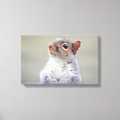 Kute Little Soft and Fluffy Grey Squirrel Canvas Afdruk (Voorkant)