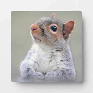 Kute Little Soft and Fluffy Grey Squirrel Fotoplaat