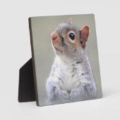 Kute Little Soft and Fluffy Grey Squirrel Fotoplaat (Voorkant)