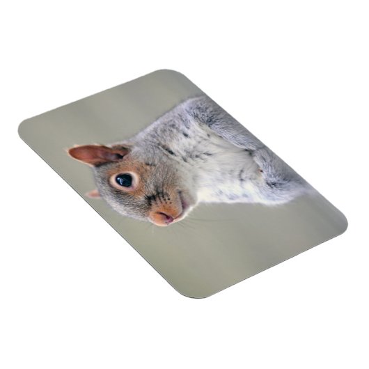 Kute Little Soft and Fluffy Grey Squirrel Magneet (Rechterzijde)