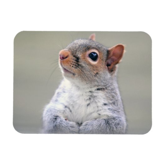 Kute Little Soft and Fluffy Grey Squirrel Magneet (Horizontaal)