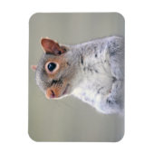 Kute Little Soft and Fluffy Grey Squirrel Magneet (Verticaal)