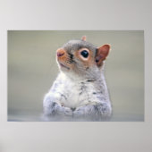 Kute Little Soft and Fluffy Grey Squirrel Poster (Voorkant)