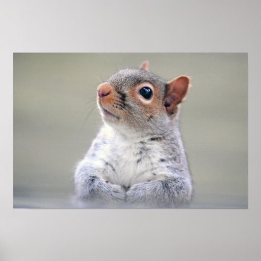 Kute Little Soft and Fluffy Grey Squirrel Poster (Voorkant)