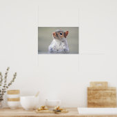 Kute Little Soft and Fluffy Grey Squirrel Poster (Keuken)