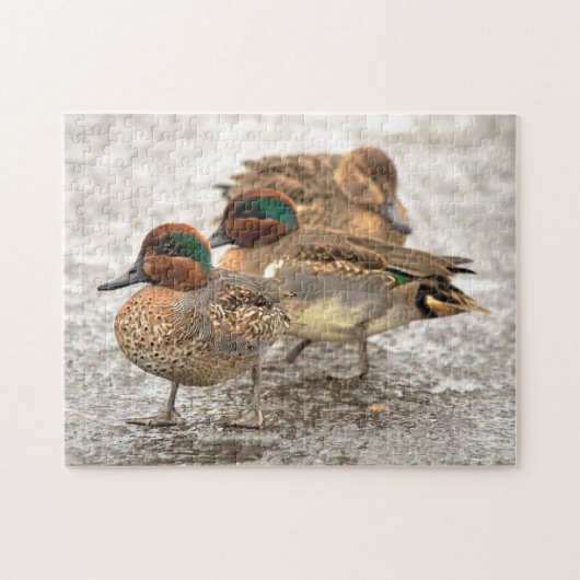Kute Little Trio of Green-Winged Teals Legpuzzel (Horizontaal)