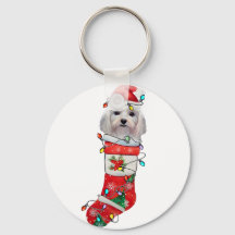 Kute Maltese hond Kerstmis, mas Maltese hond