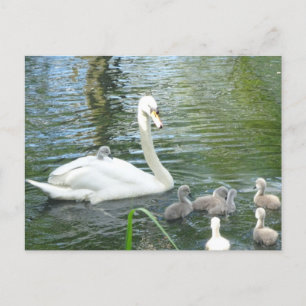 Kute Moeder Swan & Babies DIY Briefkaart