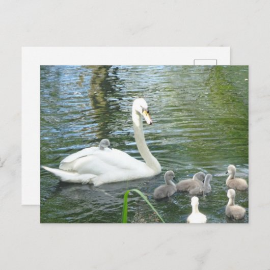 Kute Moeder Swan & Babies DIY Briefkaart (Voorkant / Achterkant)