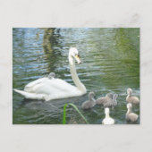 Kute Moeder Swan & Babies DIY Briefkaart (Voorkant)