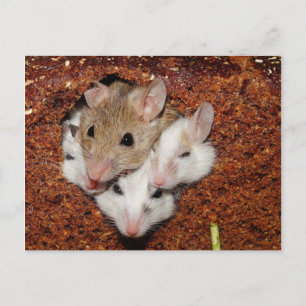 Kute Muis Familie in brood Briefkaart