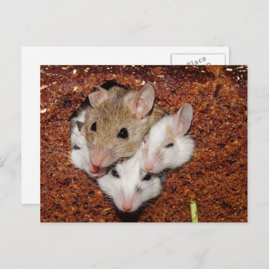 Kute Muis Familie in brood Briefkaart (Voorkant / Achterkant)