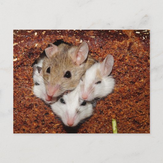 Kute Muis Familie in brood Briefkaart (Voorkant)