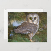 Kute Owl op fileboom Briefkaart (Voorkant / Achterkant)