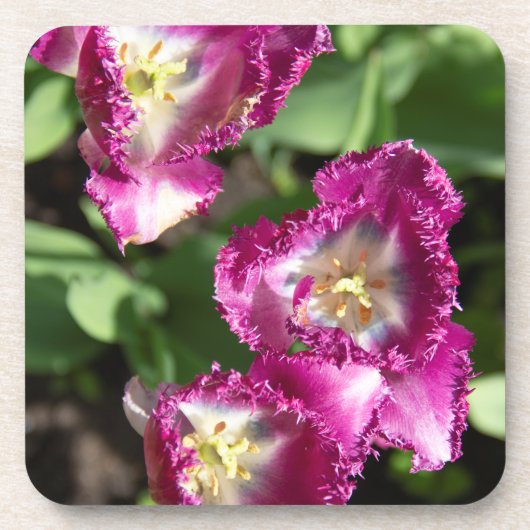 Kute paarse tulpen in de tuin bier onderzetter (Voorkant)