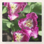 Kute paarse tulpen in de tuin glazen onderzetter (Voorkant)