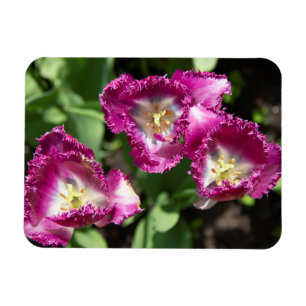 Kute paarse tulpen in de tuin magneet