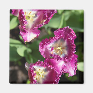 Kute paarse tulpen in de tuin magneet