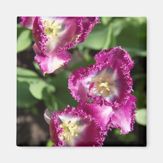 Kute paarse tulpen in de tuin magneet (Voorkant)