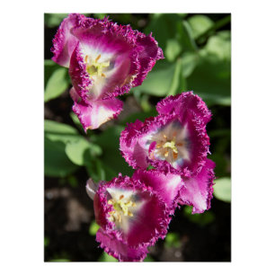 Kute paarse tulpen in de tuin perfect poster