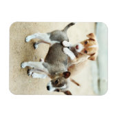 Kute Puppies die op strand spelen Magneet (Horizontaal)