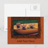 Kute Puppies Greetings Briefkaart (Voorkant / Achterkant)