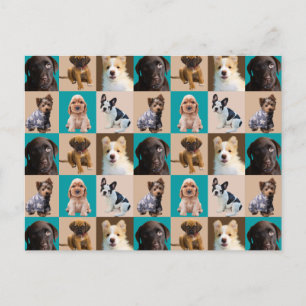 Kute Puppies Honden Dieren Collage Briefkaart