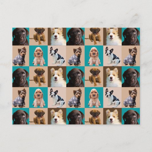 Kute Puppies Honden Dieren Collage Briefkaart (Voorkant)