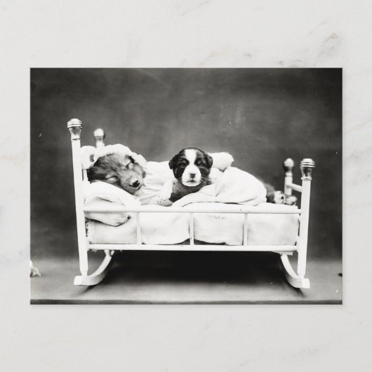 Kute Puppies in bed Briefkaart (Voorkant)