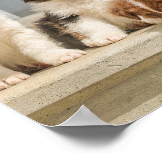 Kute Puppies Premium Canvas (glanzend) Poster (Hoek)