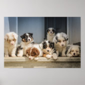 Kute Puppies Premium Canvas (glanzend) Poster (Voorkant)