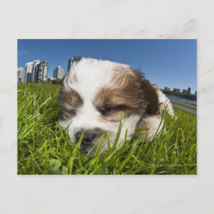 Kute puppy dog in park, Vancouver, BC, Canada. Briefkaart