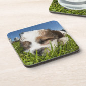 Kute puppy dog in park, Vancouver, BC, Canada. Onderzetter (Linkerzijde)